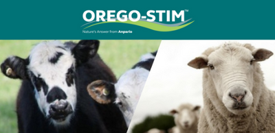 Technical Tip Orego-Stim® Supports Ruminant Gut Health During Worm Challenge