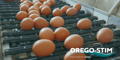 Trial Summary - Orego-Stim® Liquid Supports the Production of Higher Value Eggs in a Free Range System
