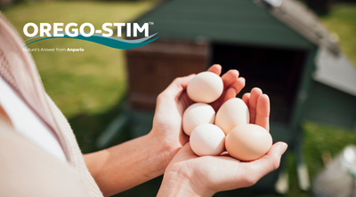 Commercial Study - Orego-Stim® Powder Supports Efficient Cage-Free Egg Production
