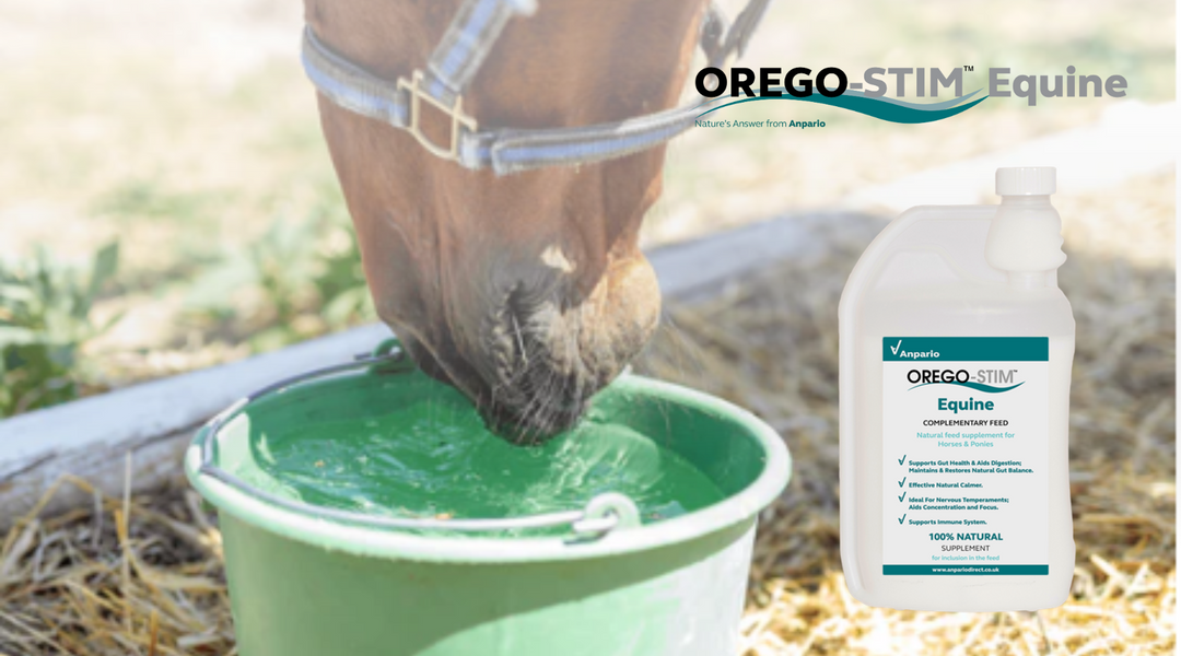 Hot Topic: Keep Cool & and Canter On!