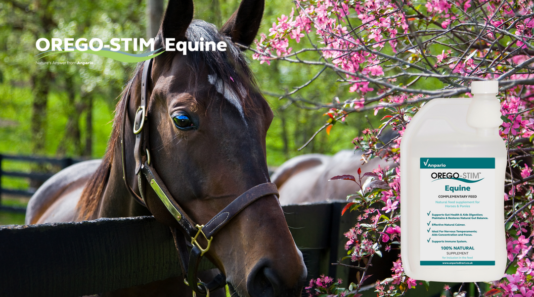 The season changing triggers management changes, and reviewing your horse’s condition and adapting accordingly is important.
