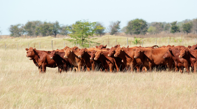 Commercial Study Summary Orego-Stim® Supports Improved Growth Performance of Beef Cattle