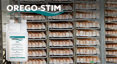 Orego-Stim® Reduces Dirty Eggs in Commercial Layers