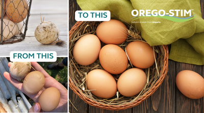 Q&A: Improving Egg Quality with Orego-Stim® Gut Health, Soft Shell Eggs, Dirty Eggs - All you need to know