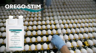Case Study Orego-Stim® Maintains Gut Health, Supporting Optimal Egg Quality