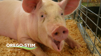 Trial Summary Orego-Stim Supports Performance & Gut Health in Pigs Challenged with Ileitis