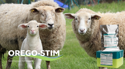 Trial Summary Orego-Stim® Supports Lamb Growth Performance &amp; Feed Efficiency </h1>