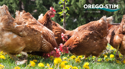 Trial Summary - Orego-Stim® Maintains Gut Health, Supporting Optimal Egg Quality