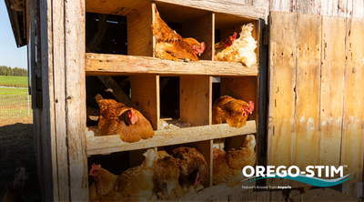 Hot Topic: Help Your Hens Stay Cool This Summer & Avoid Heat Stress