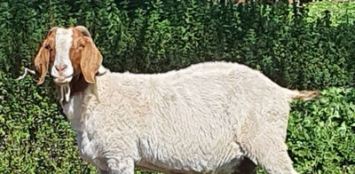 Orego-Stim® Liquid - Liz Wickenden - Carrington View Boer Goats - NSW