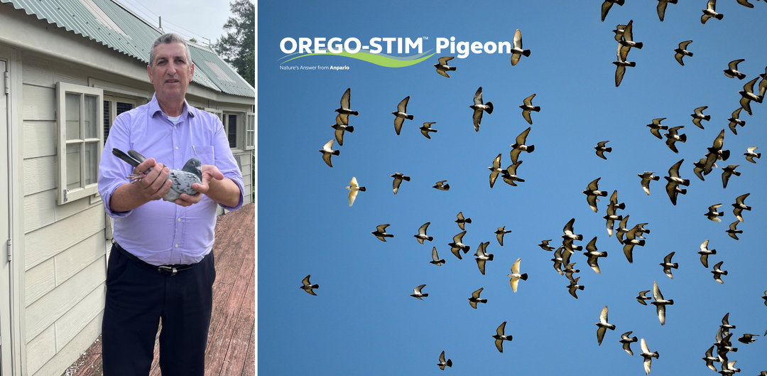Orego-Stim® Liquid - Stephen Shears - NSW