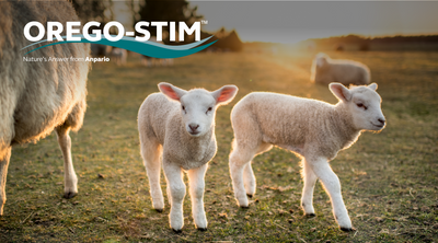 Case Study Orego-Stim® Powder Reduces Coccidia Oocyst Shedding in Weaned Lambs