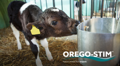 Trial Summary - The Effect of Orego-Stim® on Antimicrobial Resistance in Calves