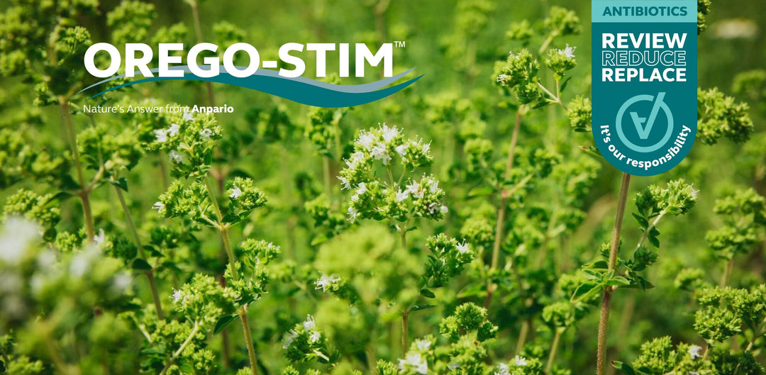 Evaluating Orego-Stim® Antibacterial Activity in Comparison to Competitor Products