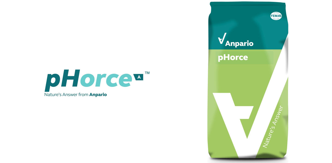 pHorce A