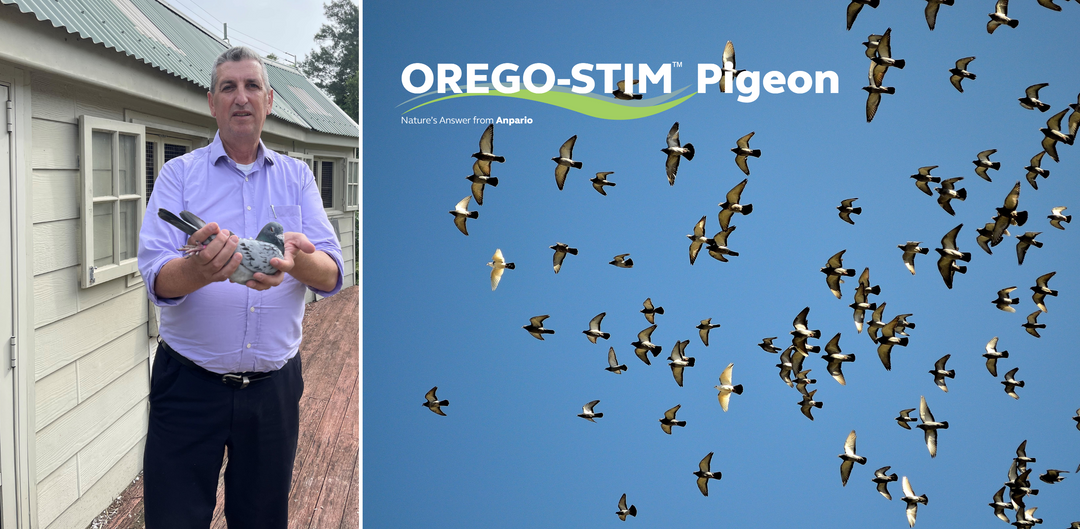 Orego-Stim® Liquid - Stephen Shears - NSW
