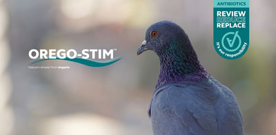 Hot Topic- Supporting Gut Health is Key to Pigeon Performance