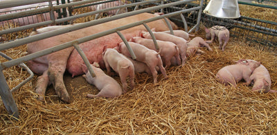 Trial Summary - Orego-Stim® Supports Health and Performance in Suckling Piglets with Diarrhoea
