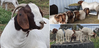 Orego-Stim® Powder - Carrington View Boer Goats - Marz Andrew - NSW