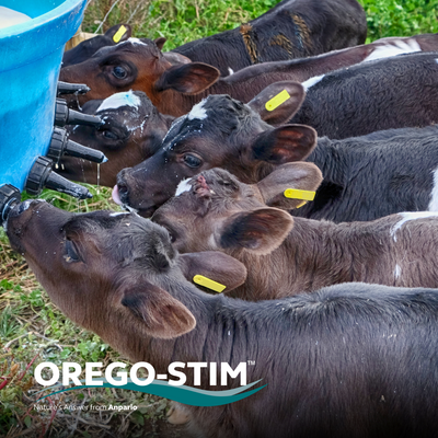 CASE STUDY: OREGO-STIM SUPPORTS IMPROVED GROWTH PERFORMANCE OF PREWEANED CALVES