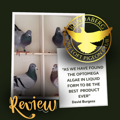 David from Bungaberg One Loft Pigeon Club's Review