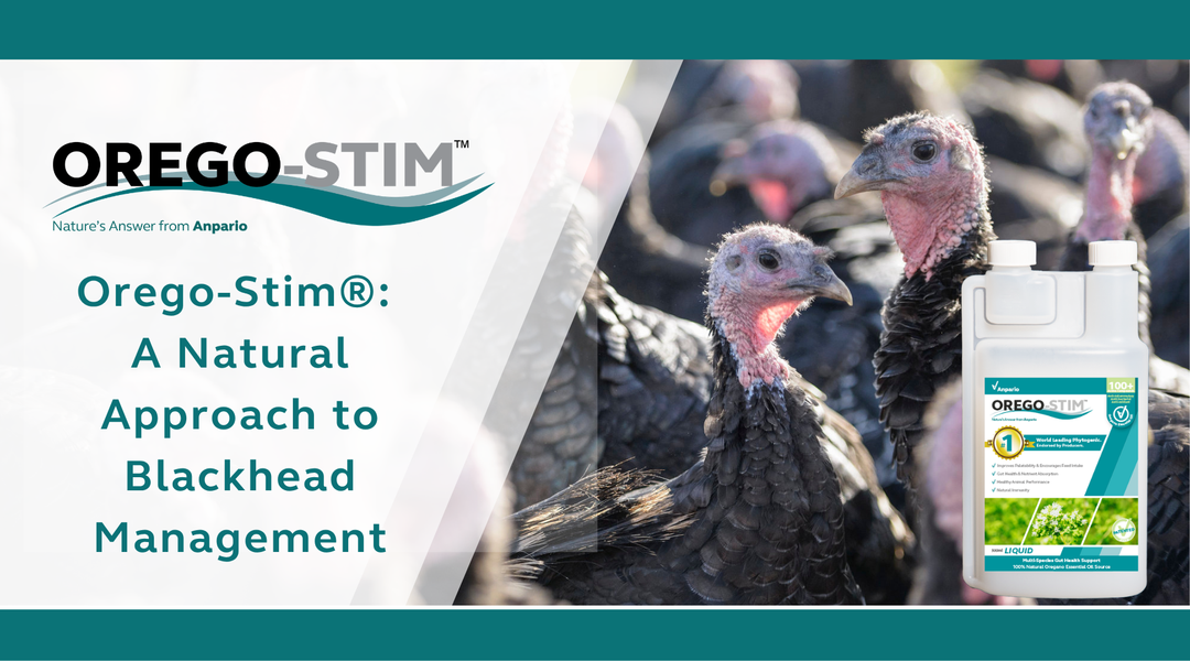 Hot Topic - Concerned About Blackhead? Orego-Stim® May Be The Answer