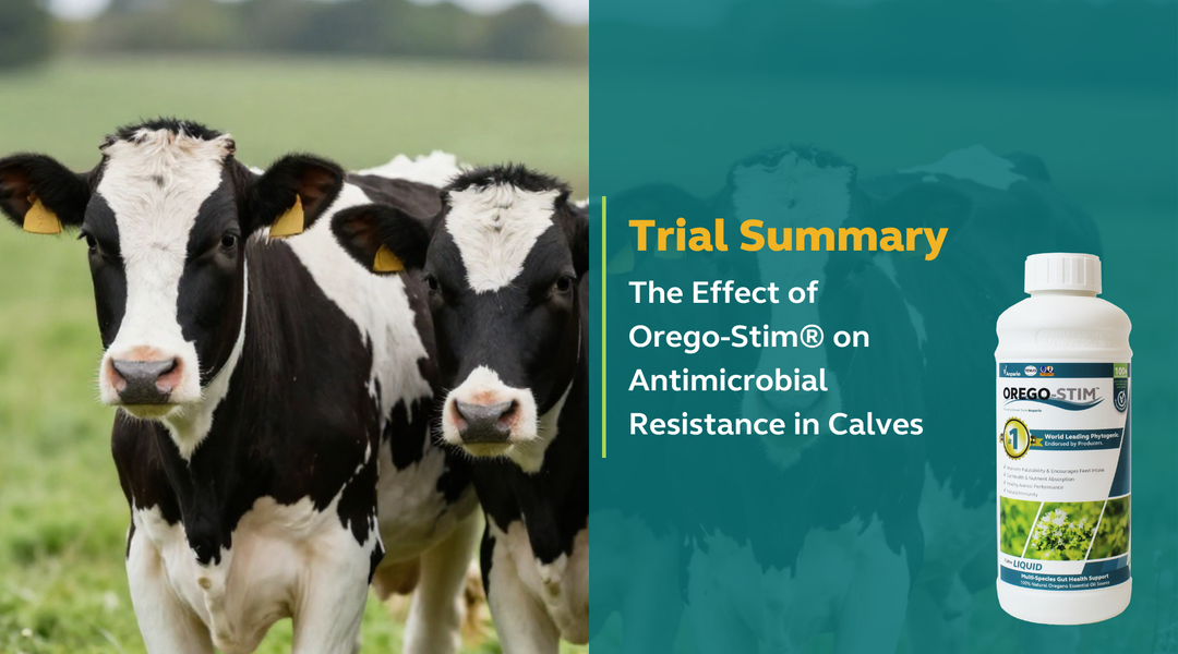 Trial Summary - The Effect of Orego-Stim® on Antimicrobial Resistance in Calves