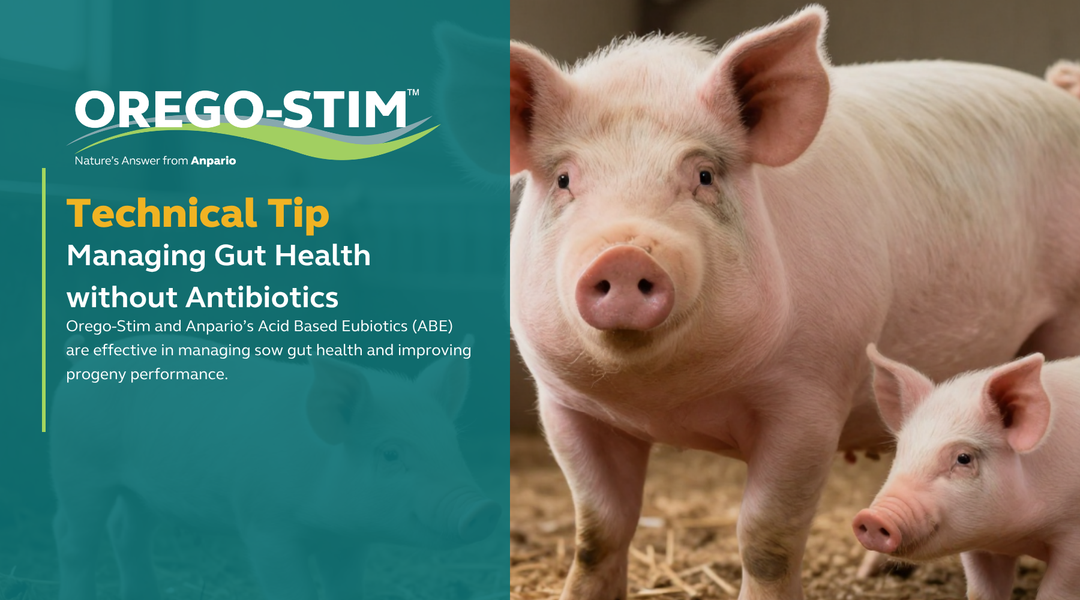 Technical Tip - Managing Gut Health without Antibiotics