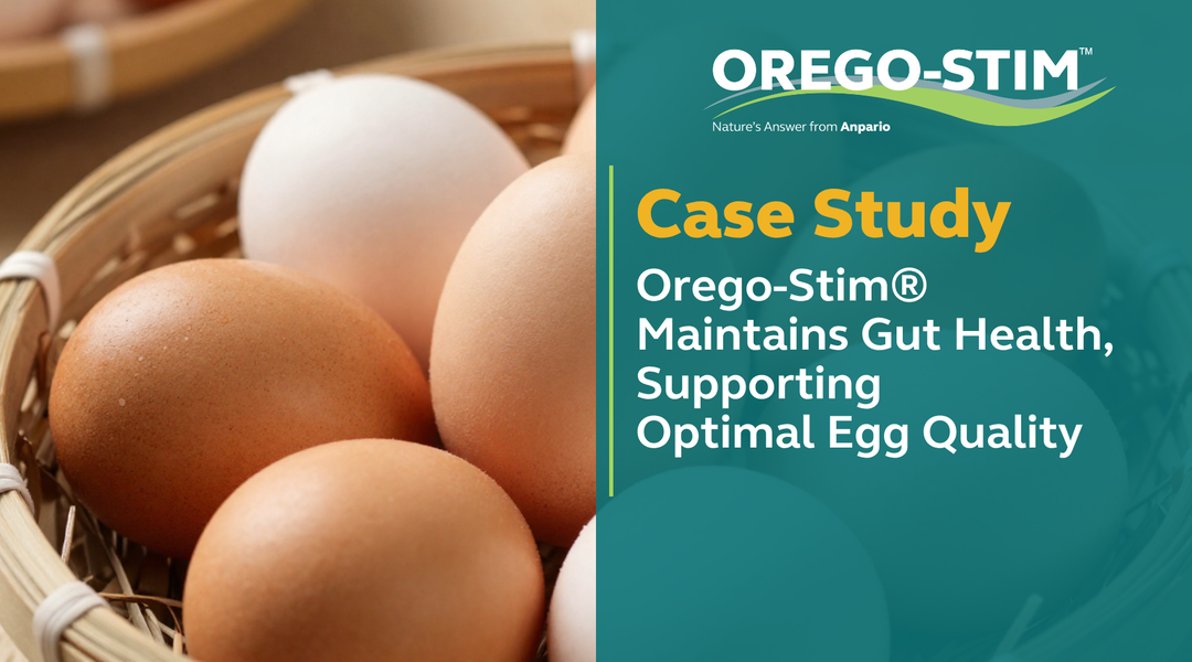 Case Study Orego-Stim® Maintains Gut Health, Supporting Optimal Egg Quality