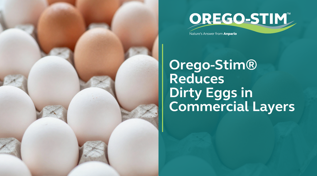 Orego-Stim® Reduces Dirty Eggs in Commercial Layers
