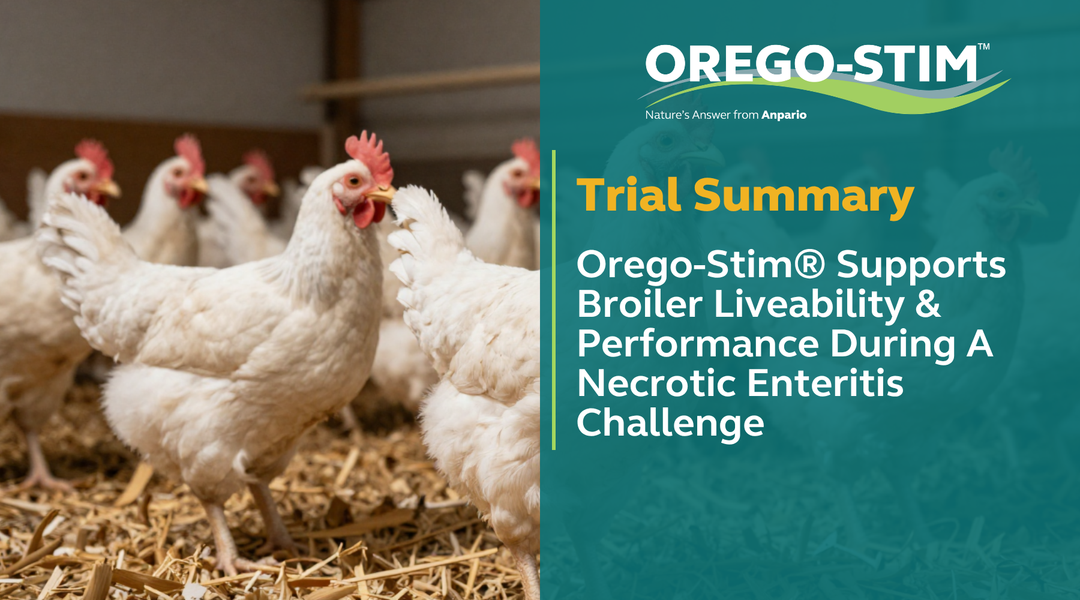 Trial Summary - Orego-Stim® Supports Broiler Liveability & Performance During A Necrotic Enteritis Challenge