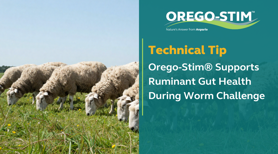 Technical Tip Orego-Stim® Supports Ruminant Gut Health During Worm Challenge