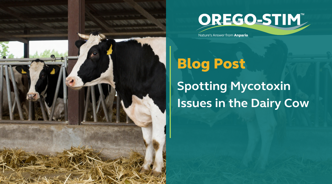 Spotting Mycotoxin Issues in the Dairy Cow