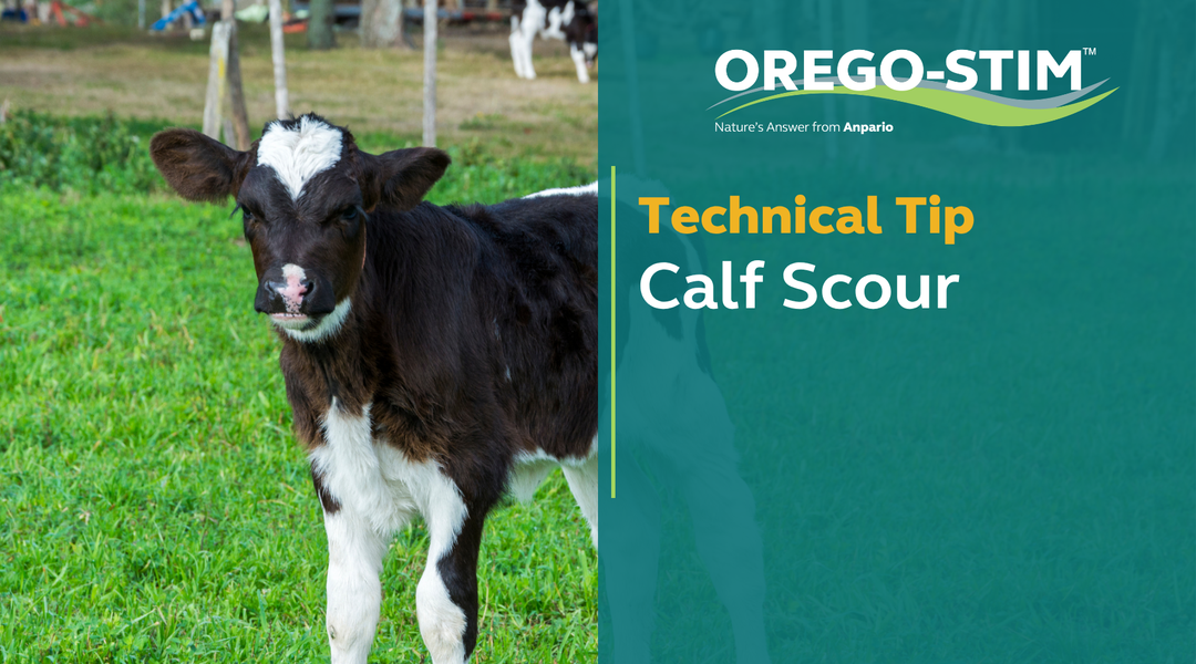 Technical Tip - Calf Scour