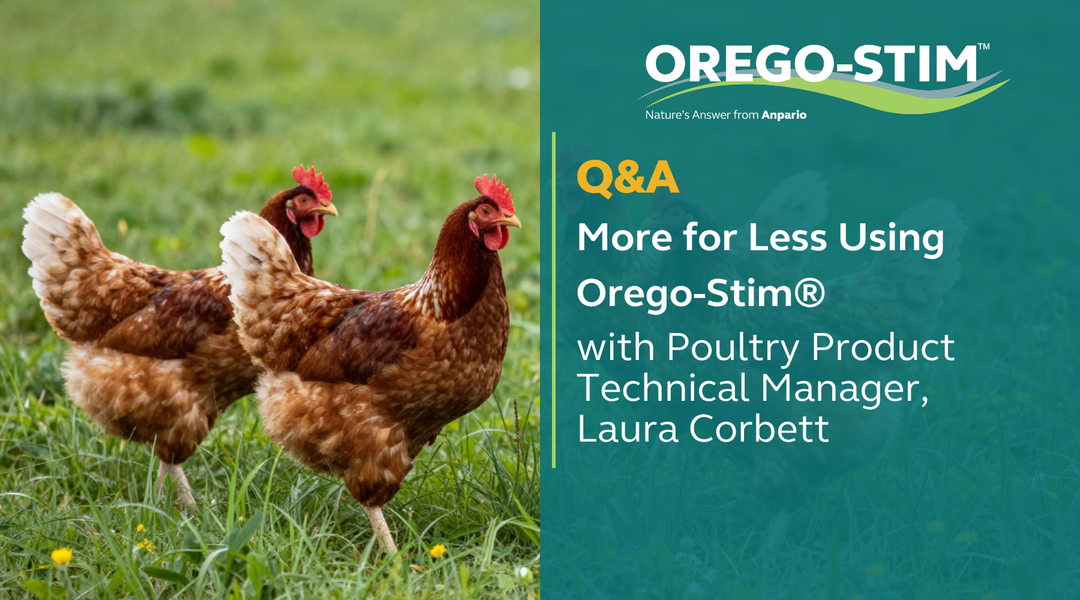 Q&A More for less using Orego-Stim with Poultry Product Technical Manager, Laura Corbett