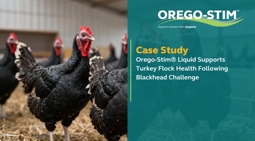 Case Study - Orego-Stim® Liquid Supports Turkey Flock Health Following Blackhead Challenge