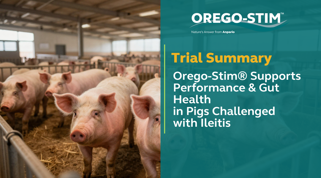 Trial Summary Orego-Stim Supports Performance & Gut Health in Pigs Challenged with Ileitis