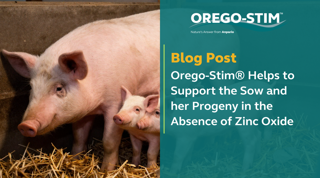 Orego-Stim® Helps to Support the Sow and her Progeny in the Absence of Zinc Oxide