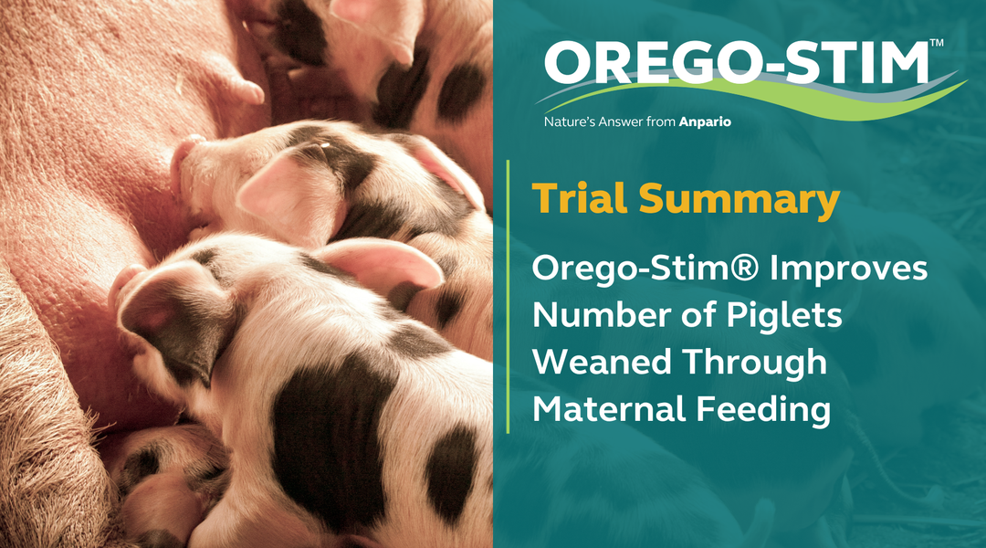 Trial Summary - Orego-Stim® Improves Number of Piglets Weaned Through Maternal Feeding