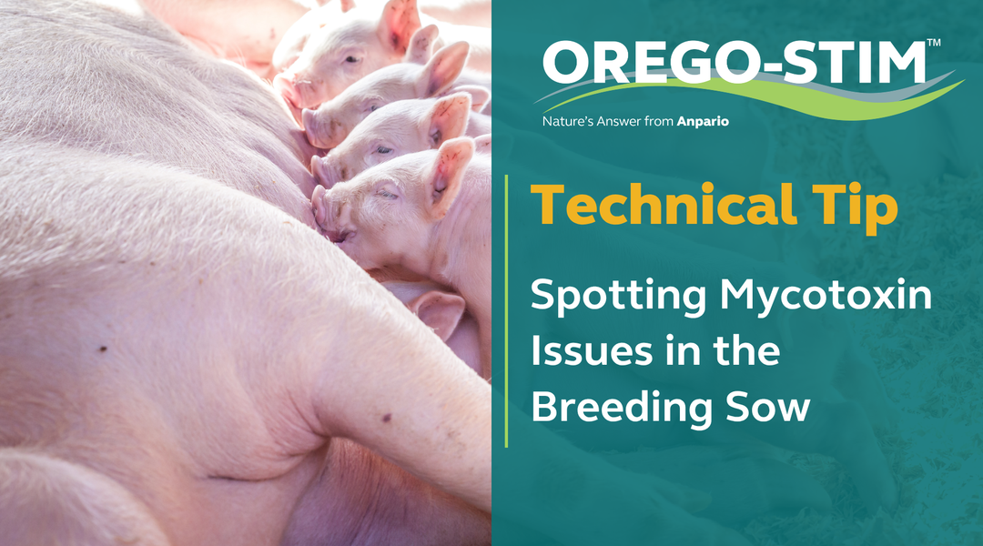 Technical Tip - Spotting Mycotoxin Issues in the Breeding Sow