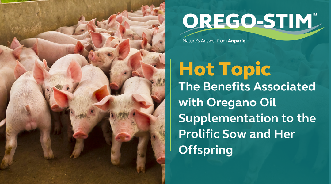 Hot Topic- The Benefits Associated with Oregano Oil Supplementation to the Prolific Sow and Her Offspring
