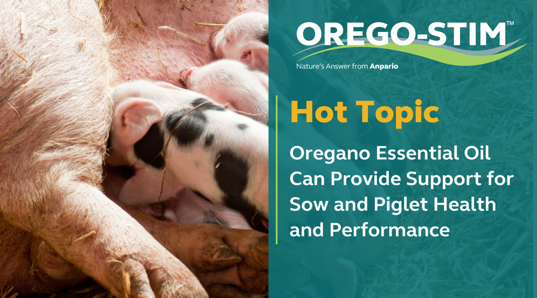 Hot Topic - Oregano Essential Oil Can Provide Support for Sow and Piglet Health and Performance