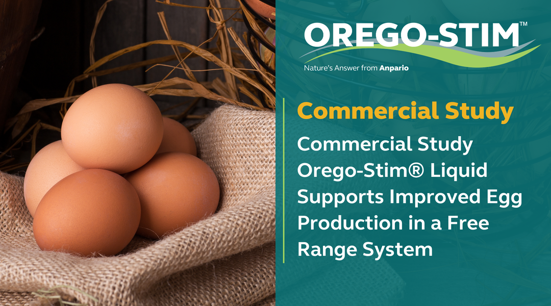 Commercial Study Orego-Stim® Liquid Supports Improved Egg Production in a Free Range System