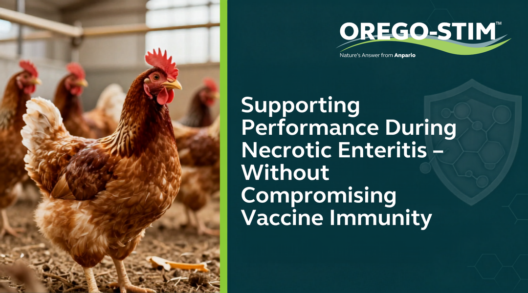 Necrotic Enteritis in Poultry