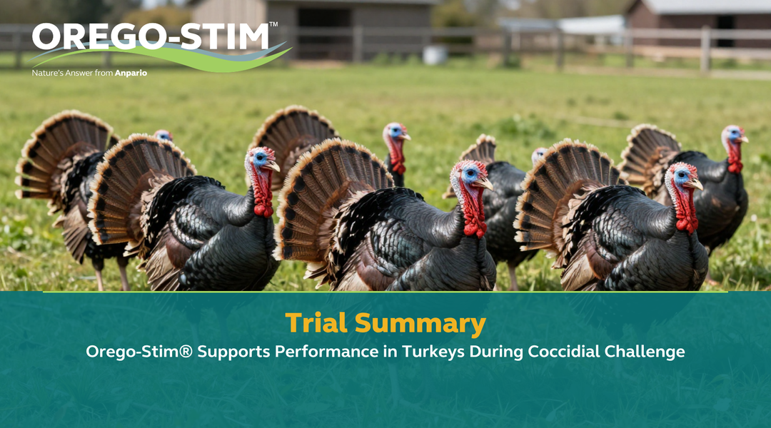Trial Summary – Orego-Stim Supports Performance in Turkeys During Coccidial Challenge