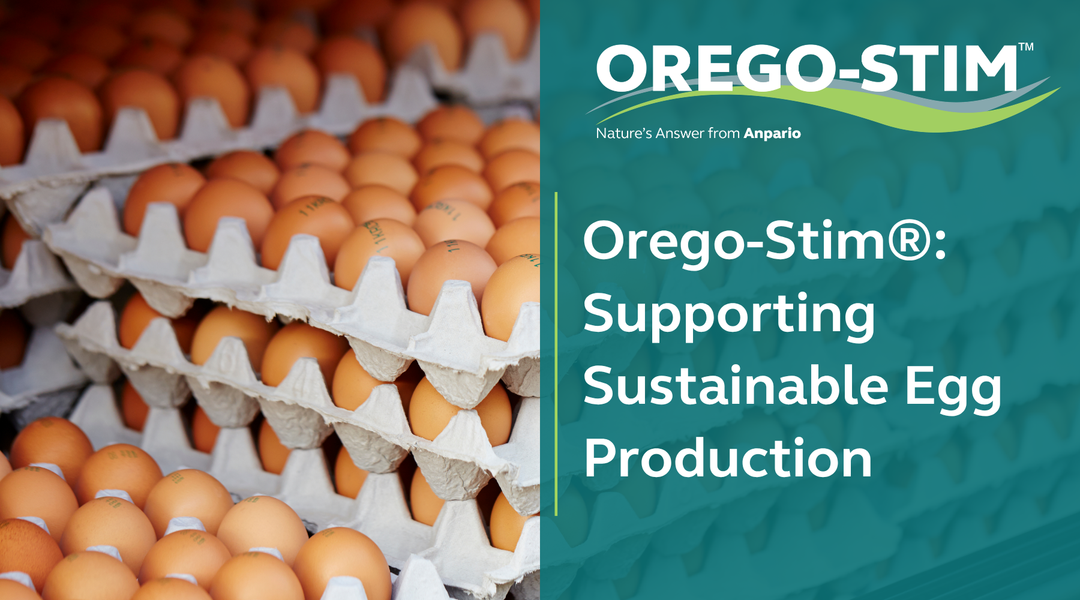 Orego-Stim®: Supporting Sustainable Egg Production