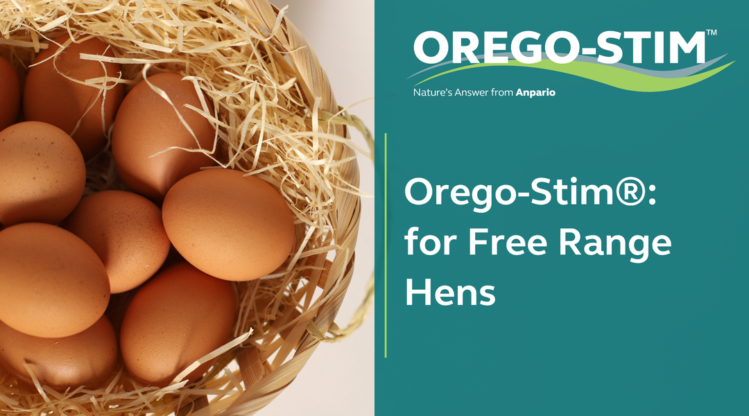 Orego-Stim® for Free Range Hens