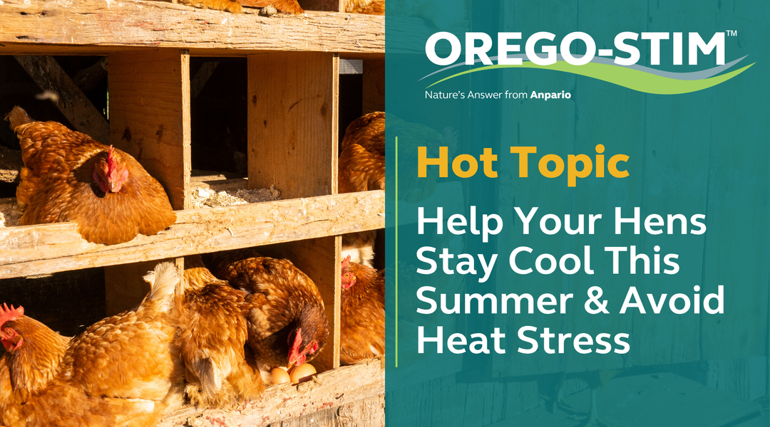Hot Topic: Help Your Hens Stay Cool This Summer & Avoid Heat Stress