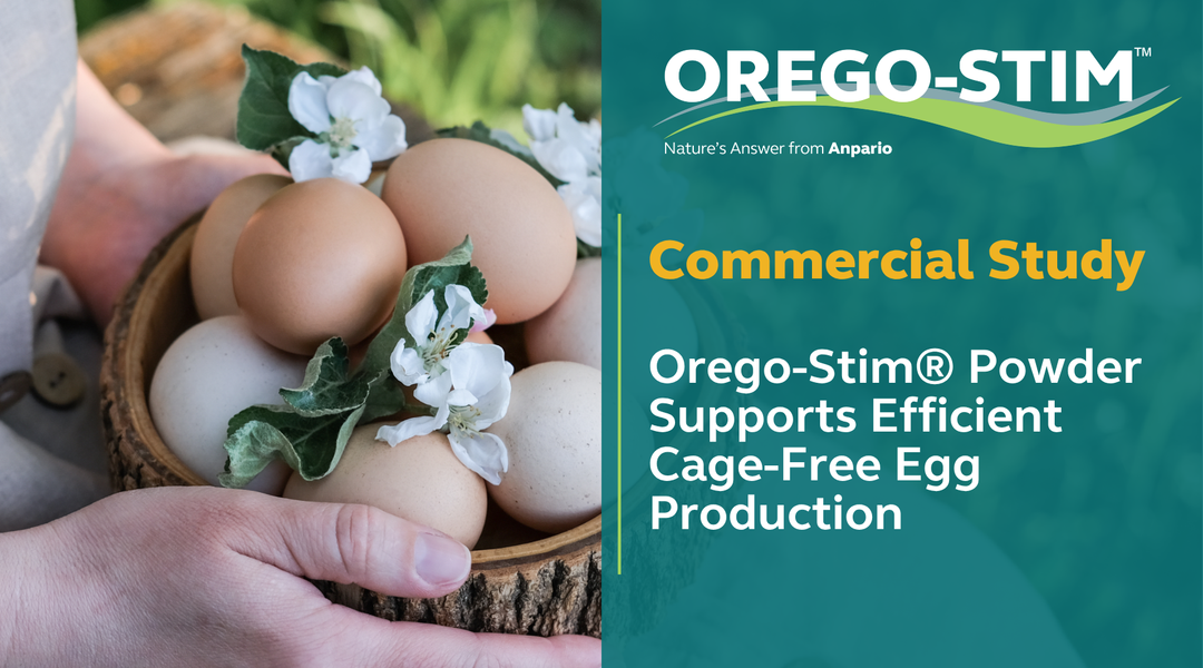 Commercial Study - Orego-Stim® Powder Supports Efficient Cage-Free Egg Production