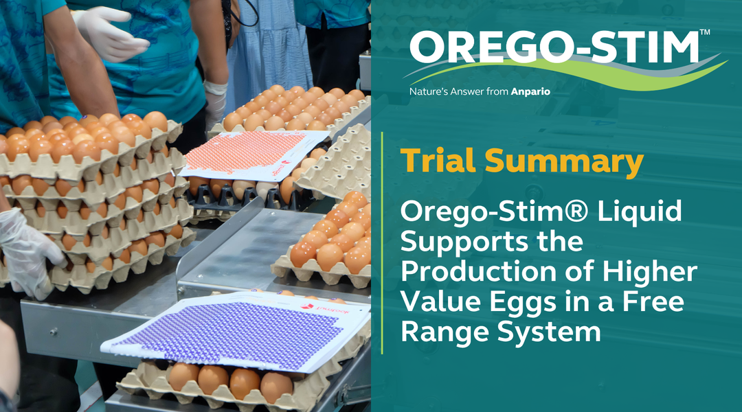 Trial Summary - Orego-Stim® Liquid Supports the Production of Higher Value Eggs in a Free Range System